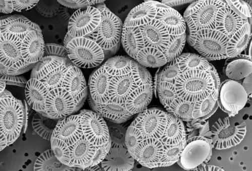 Можно ли клеить панели ПВХ на побелку