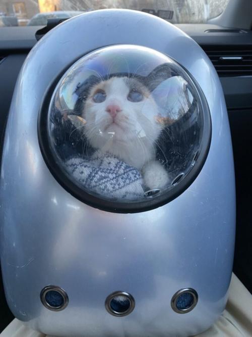 Как перевезти кота через границу на машине. Как подготовить котю к поездке за рубеж